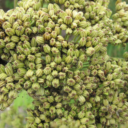 Semences - Livèche d'Écosse (Persil de mer) Akène, culture forestière