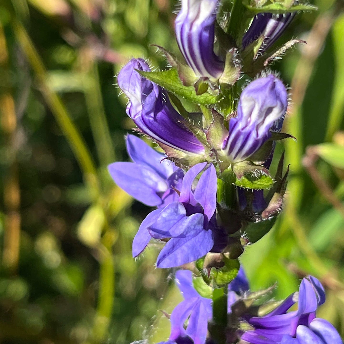 Semences - Lobélie bleue Akène, culture forestière