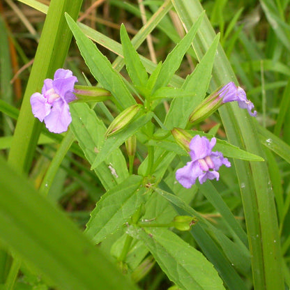 Semences - Mimule à fleurs entrouvertes Akène, culture forestière