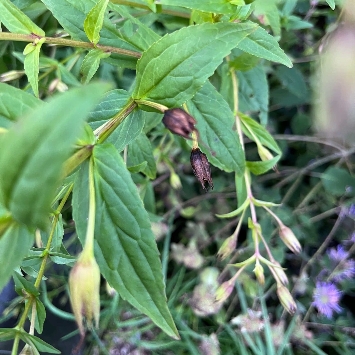 Semences - Mimule à fleurs entrouvertes Akène, culture forestière