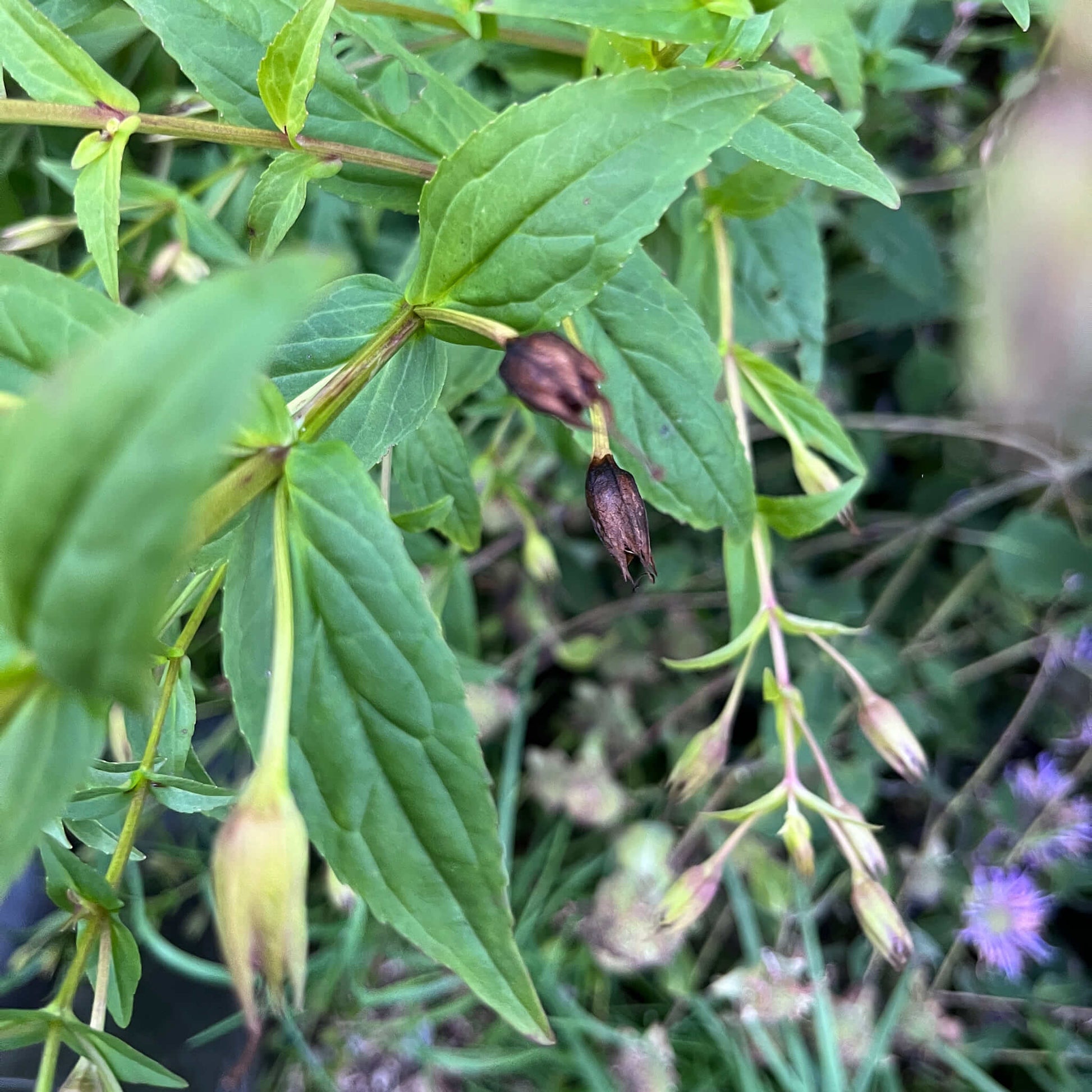 Semences - Mimule à fleurs entrouvertes Akène, culture forestière