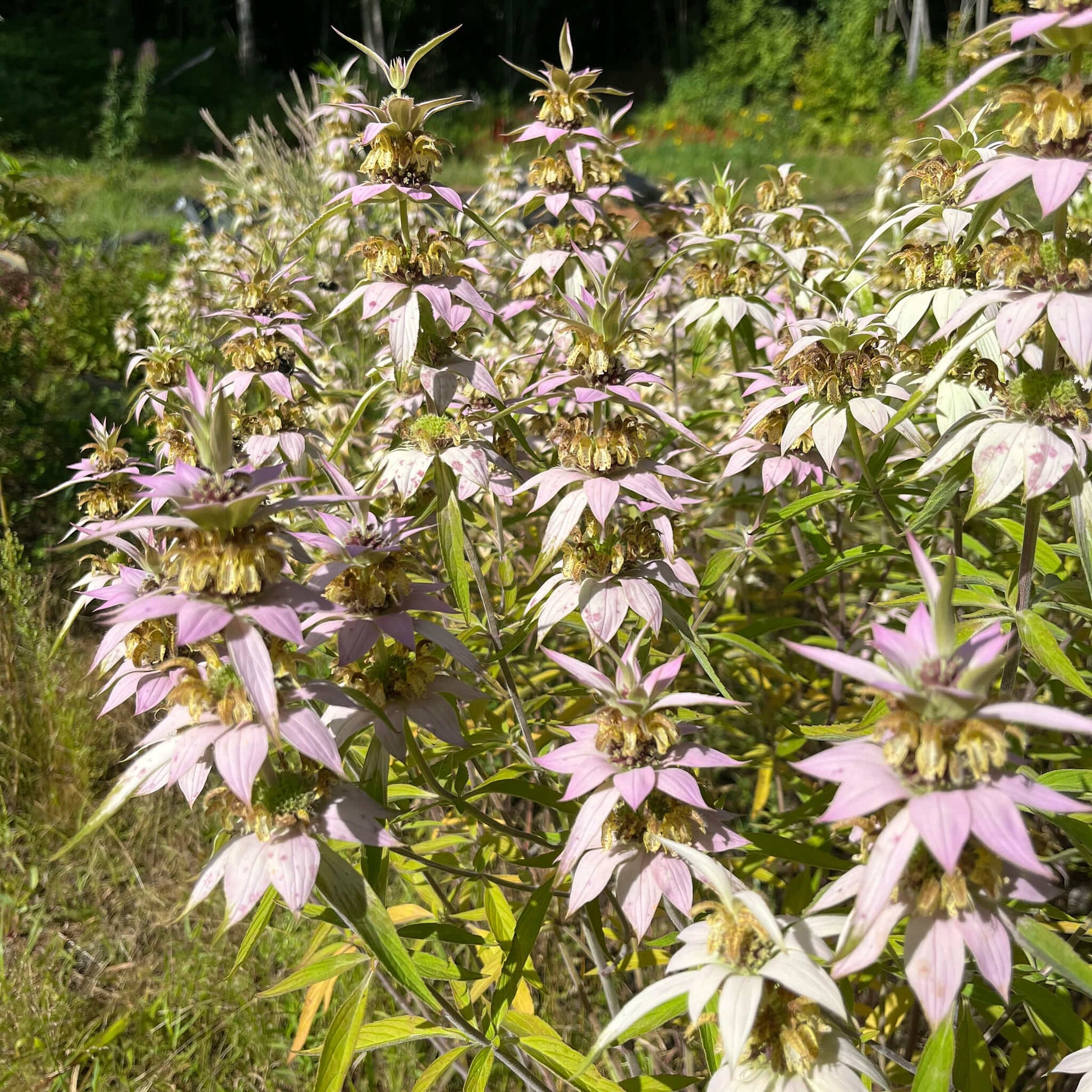 Semences - Monarde ponctuée Akène, culture forestière