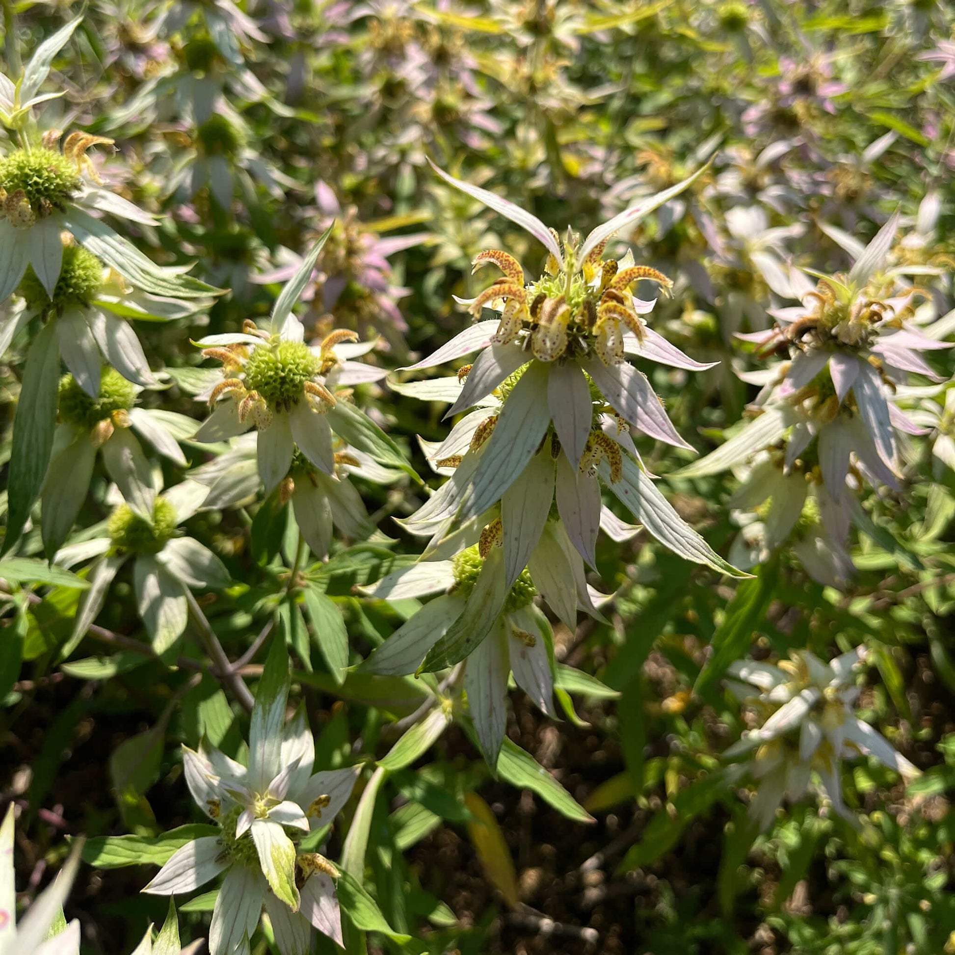 Semences - Monarde ponctuée Akène, culture forestière