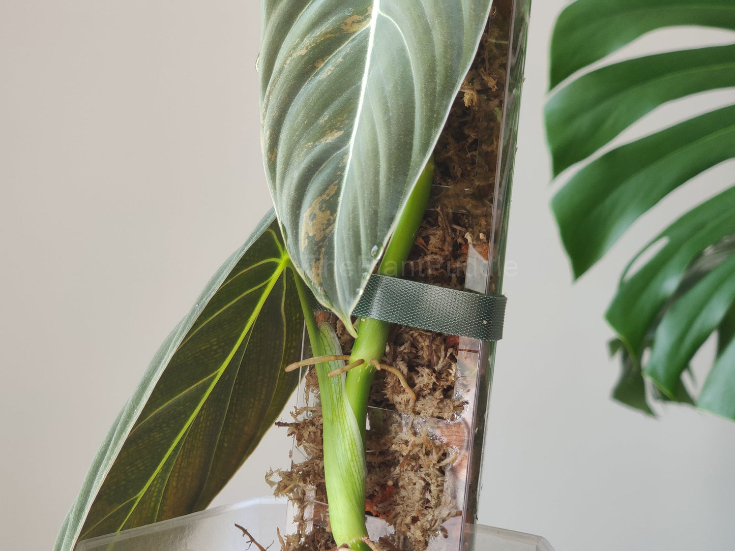 Front Opening Moss Pole - Clear Durable Plastic The Plant Puddle