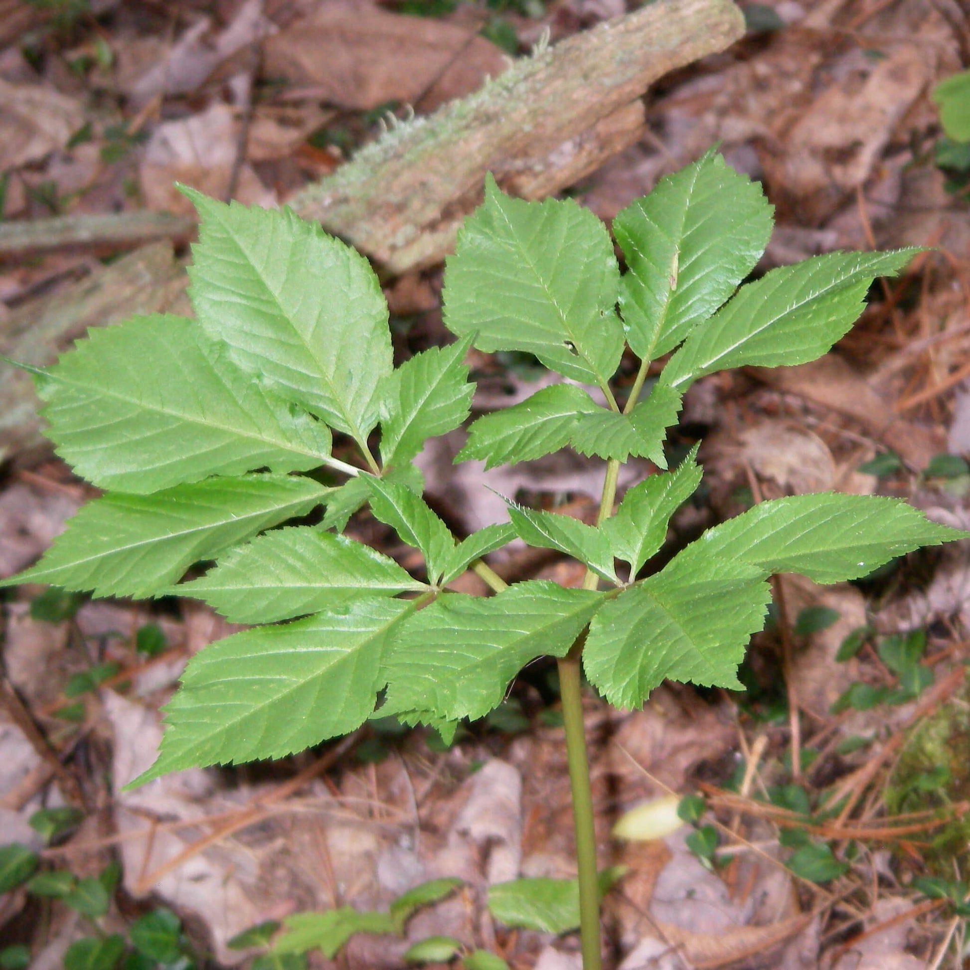 Semences stratifiées - Ginseng à cinq folioles Akène, culture forestière