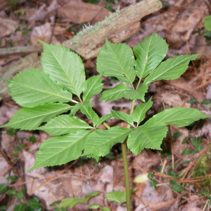 Semences stratifiées - Ginseng à cinq folioles Akène, culture forestière
