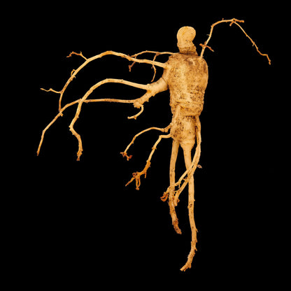 Semences stratifiées - Ginseng à cinq folioles Akène, culture forestière