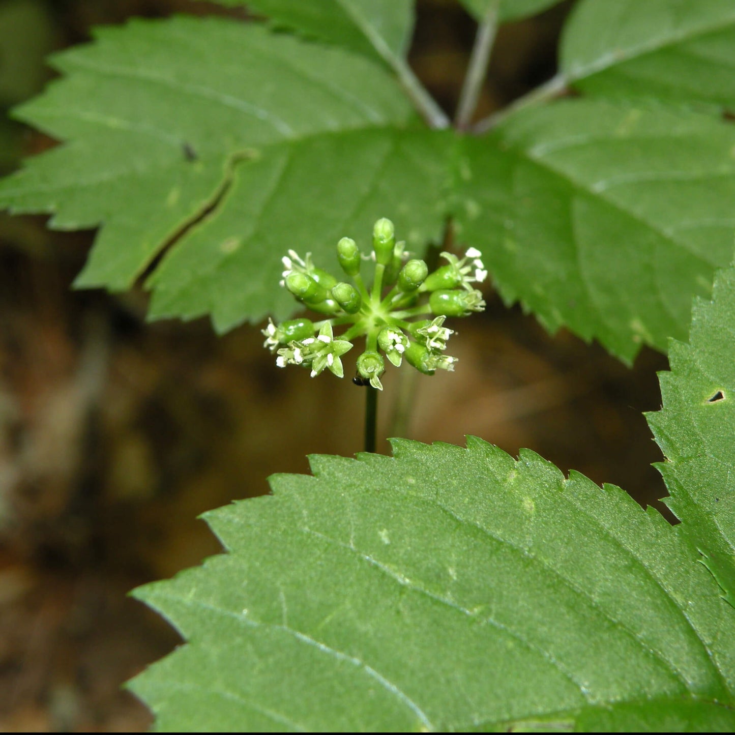 Semences stratifiées - Ginseng à cinq folioles Akène, culture forestière