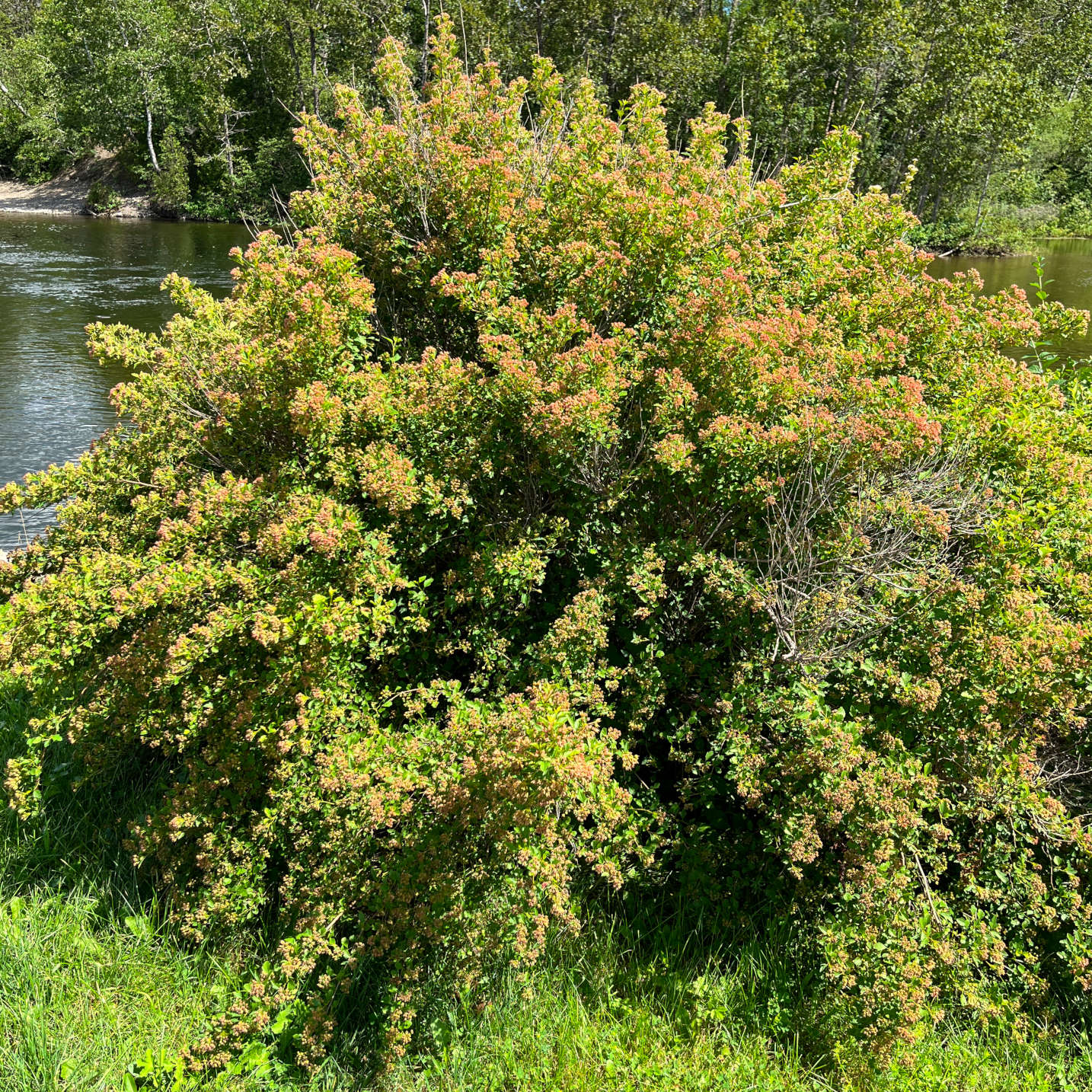 Semences - Physocarpe à feuille d'obier Akène, culture forestière