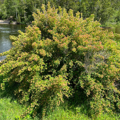 Semences - Physocarpe à feuille d'obier Akène, culture forestière