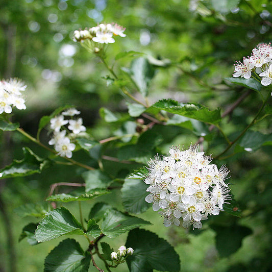 Semences - Physocarpe à feuille d'obier Akène, culture forestière