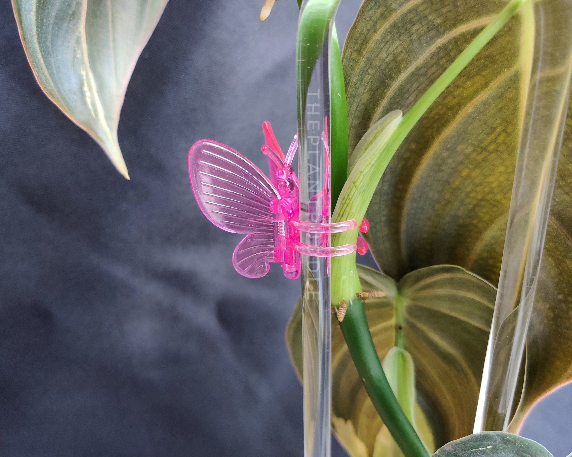 Butterfly Clips - 9 Assorted Colours The Plant Puddle