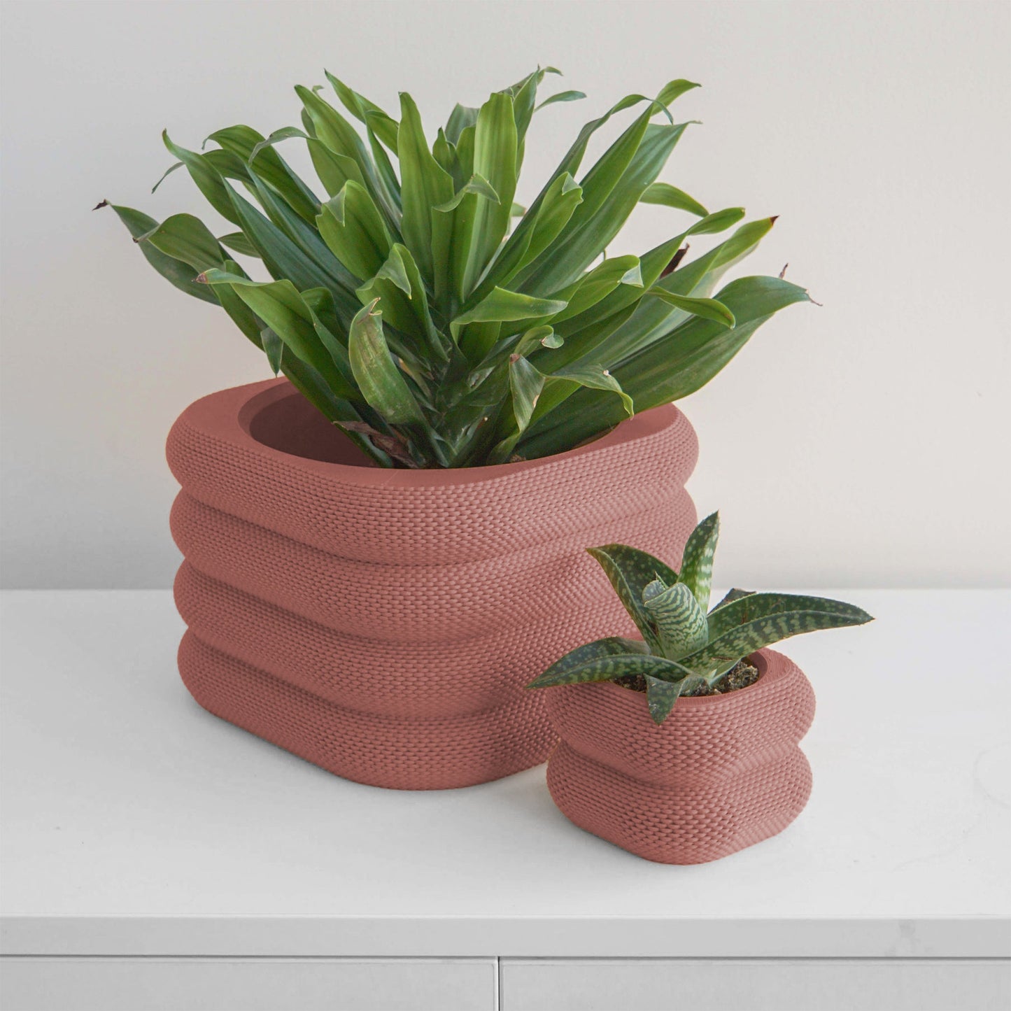 Yew Planter Conifer