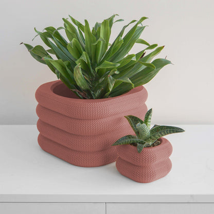 Yew Planter Conifer