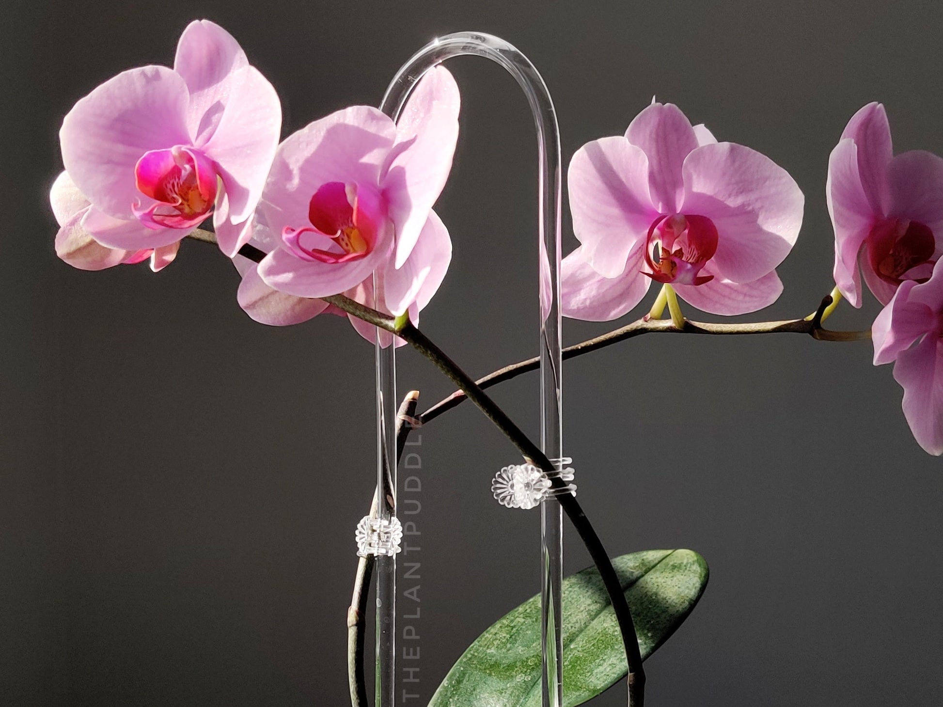 Clear Flower Clips - Blends Right In With Your Plants The Plant Puddle