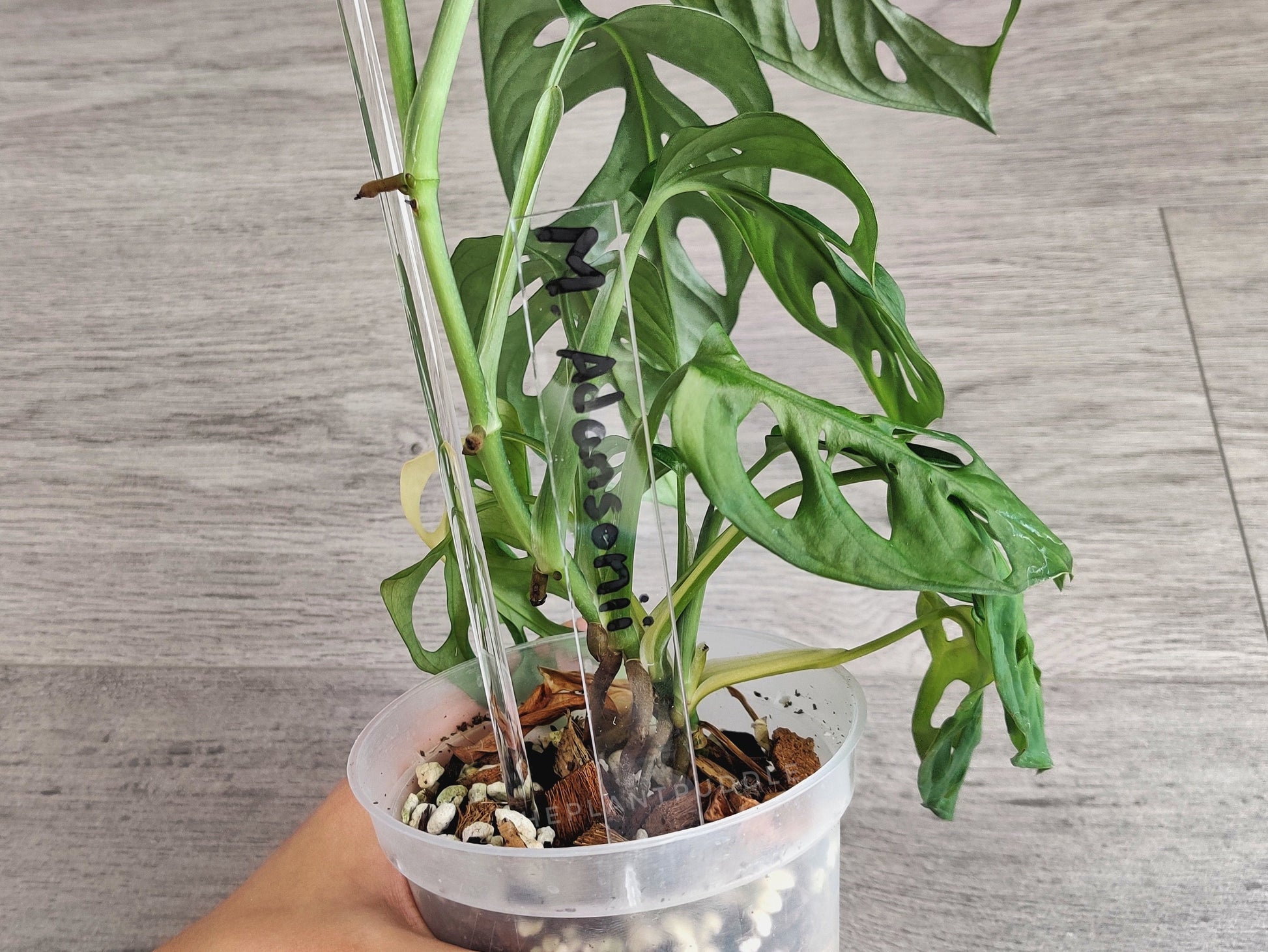 Plant Name Label - Super Clear And Durable Acrylic The Plant Puddle
