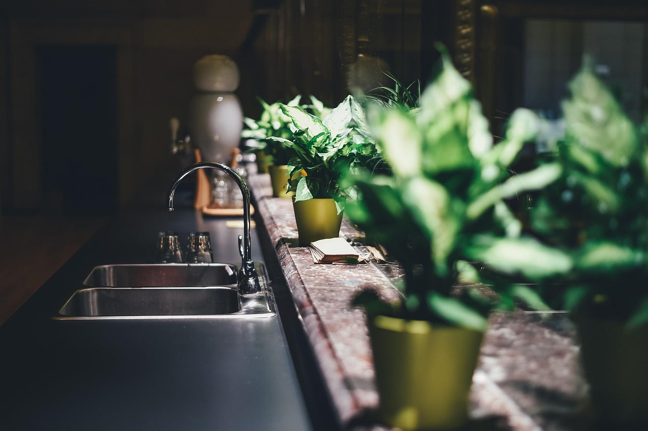 plante dans une cuisine