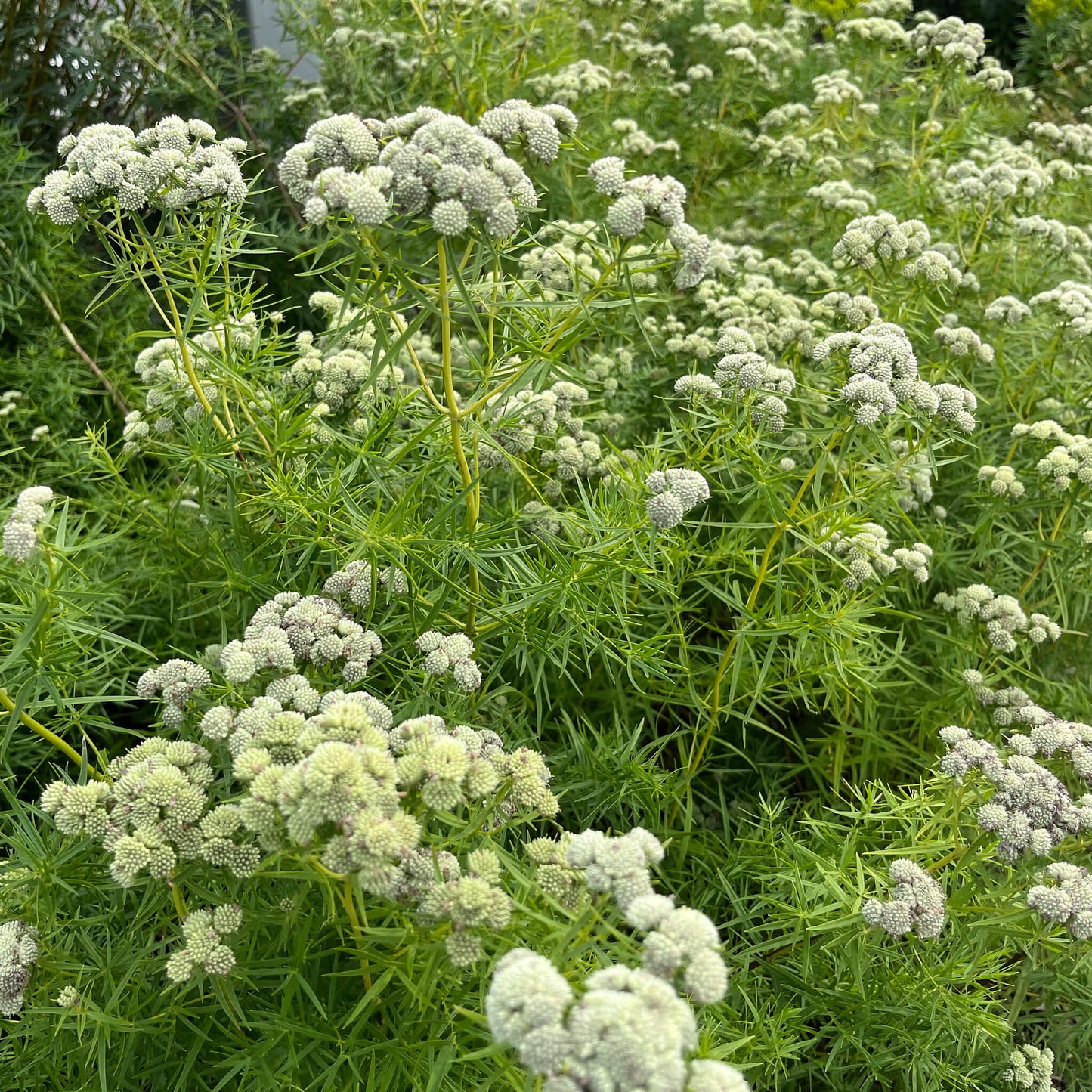 Semences - Pycnanthème à feuilles étroites Akène, culture forestière