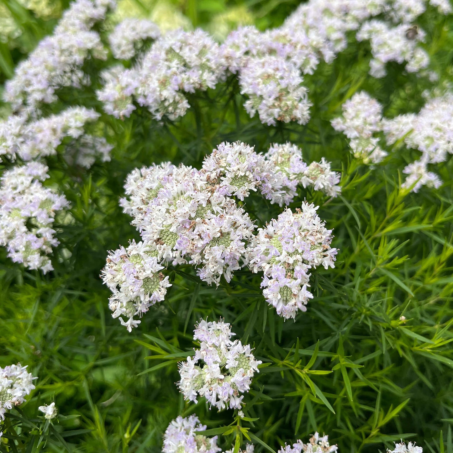 Semences - Pycnanthème à feuilles étroites Akène, culture forestière