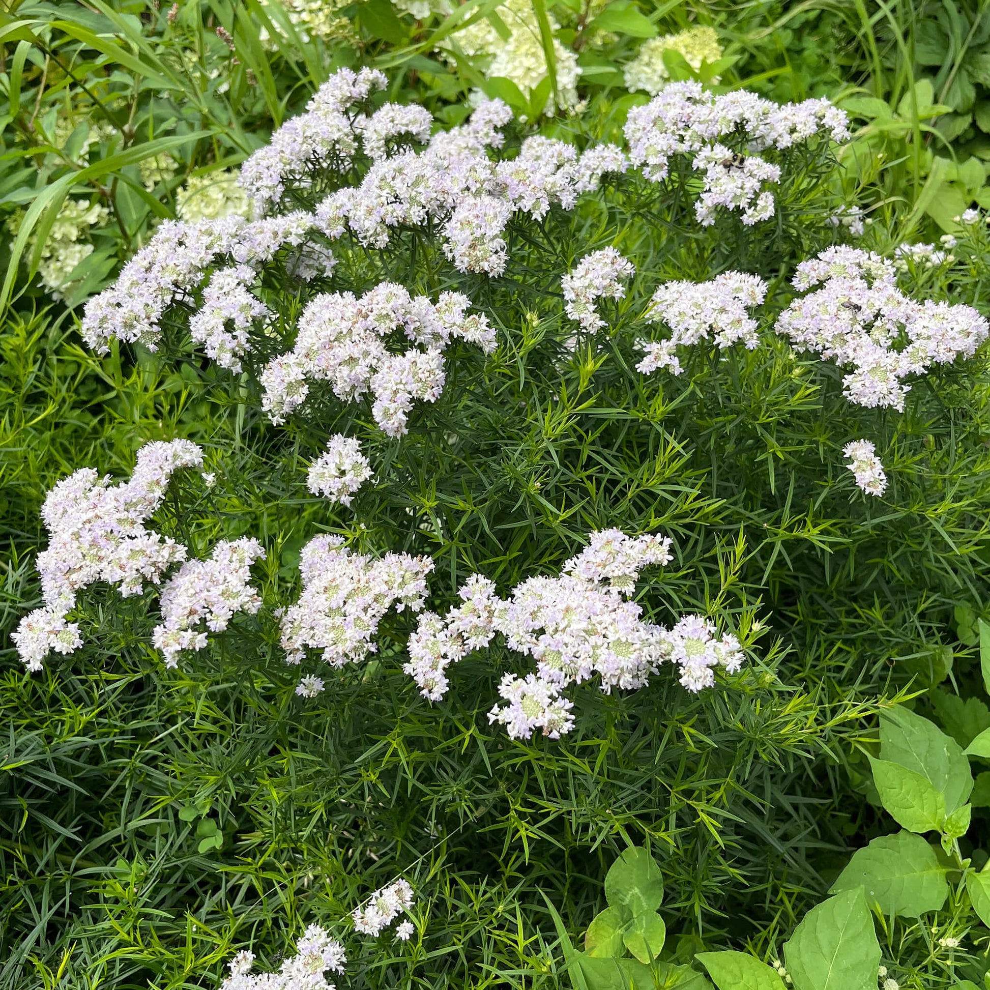 Semences - Pycnanthème à feuilles étroites Akène, culture forestière