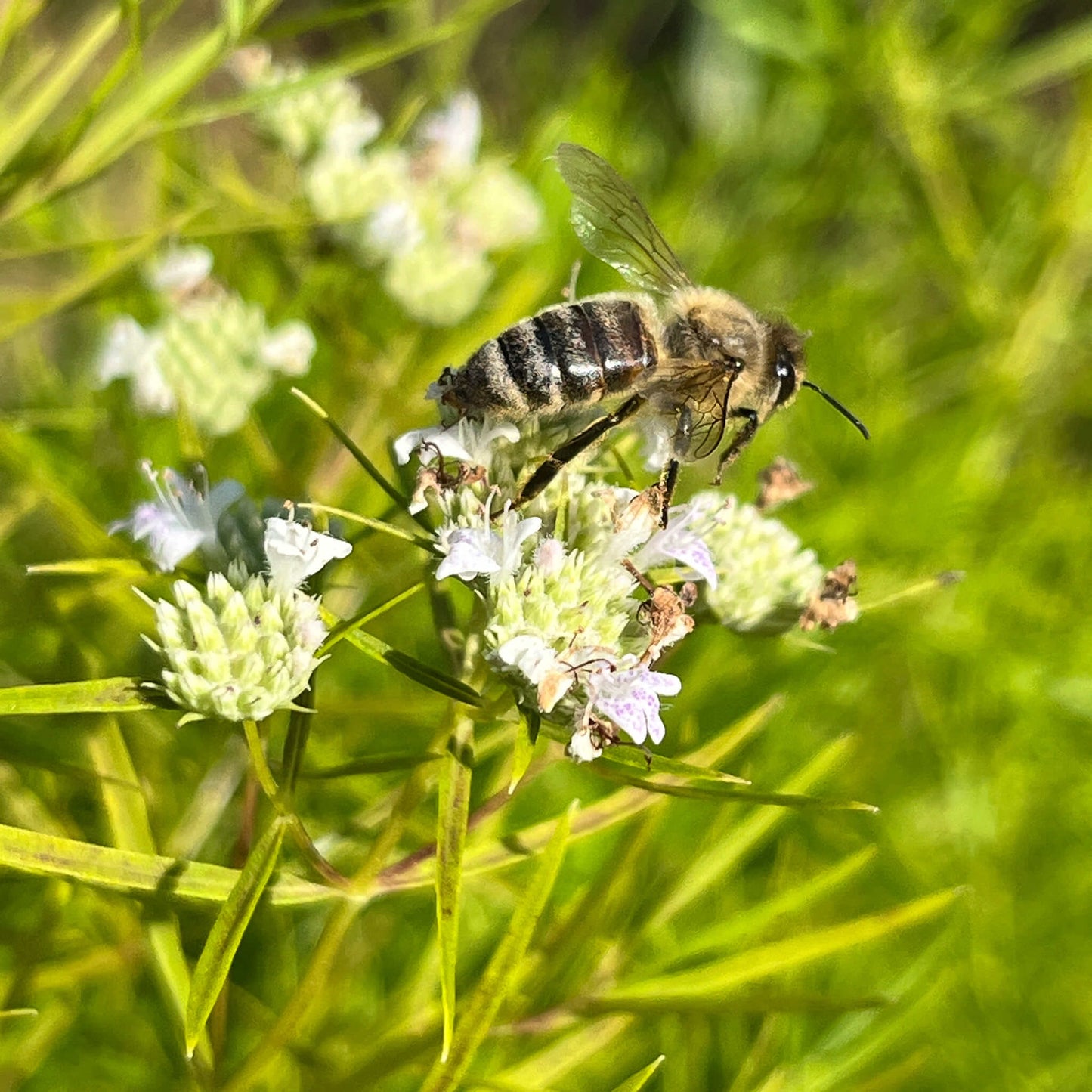 Semences - Pycnanthème à feuilles étroites Akène, culture forestière