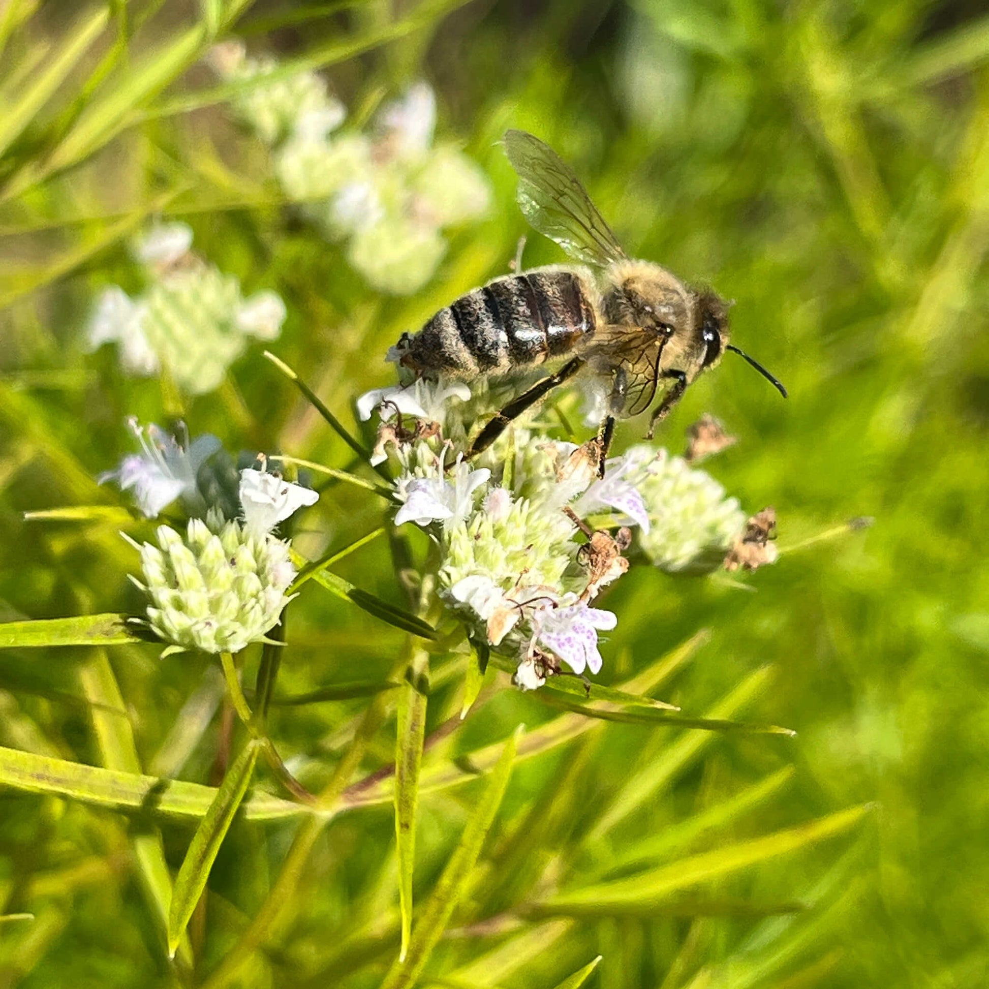 Semences - Pycnanthème à feuilles étroites Akène, culture forestière