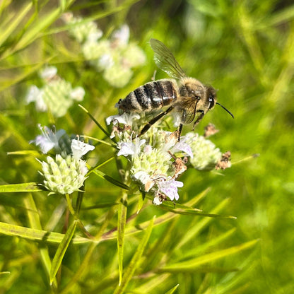 Semences - Pycnanthème à feuilles étroites Akène, culture forestière
