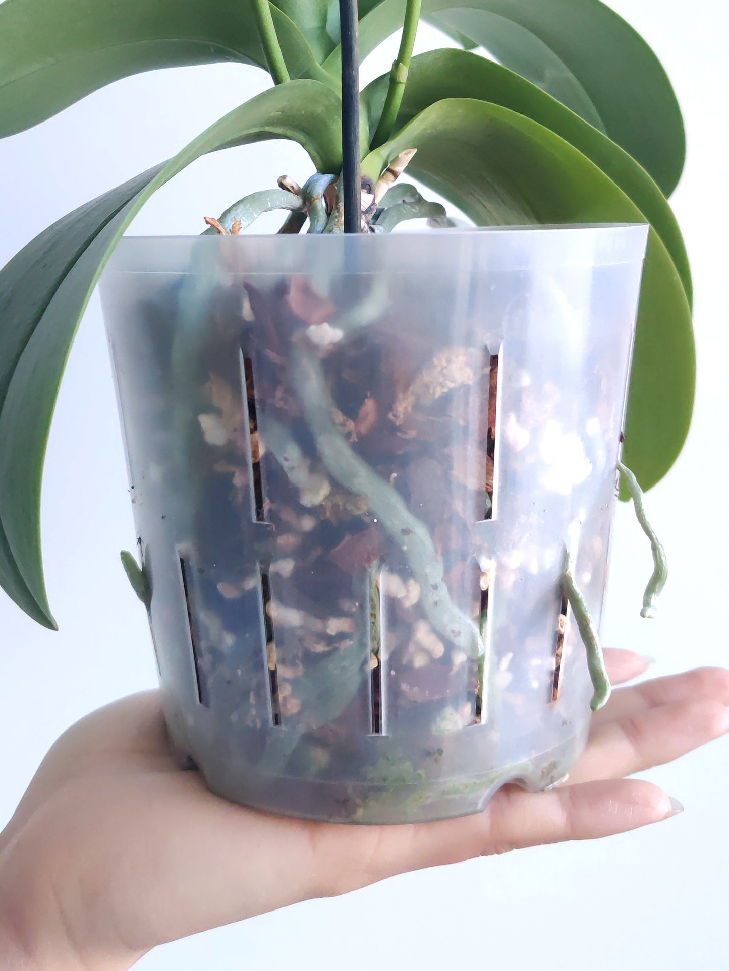 Orchid Potting Mix - A General Mix For Phalaenopsis Orchids The Plant Puddle