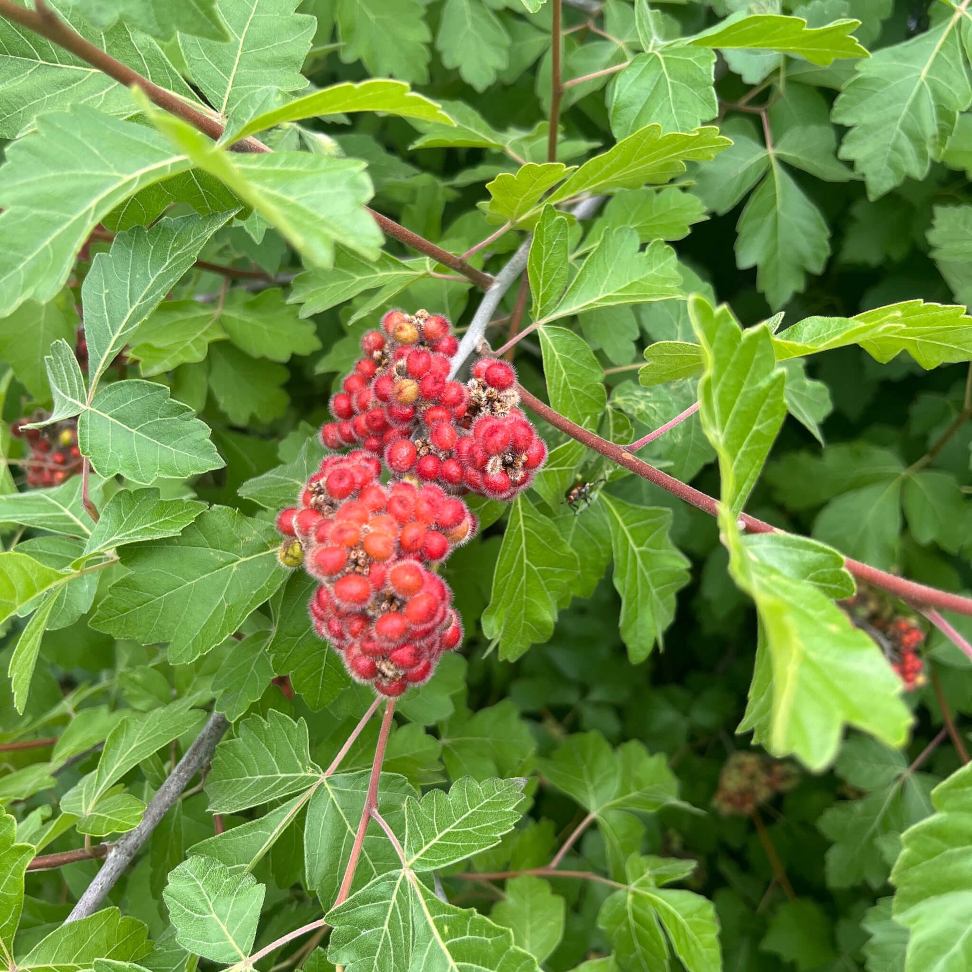 Semences - Sumac aromatique Akène, culture forestière