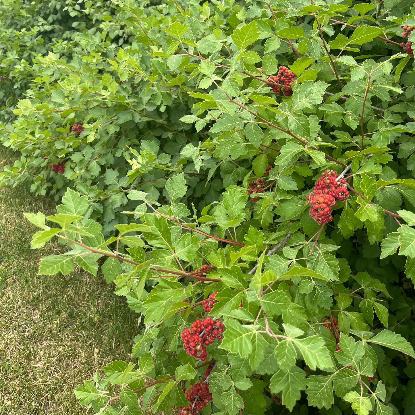 Semences - Sumac aromatique Akène, culture forestière