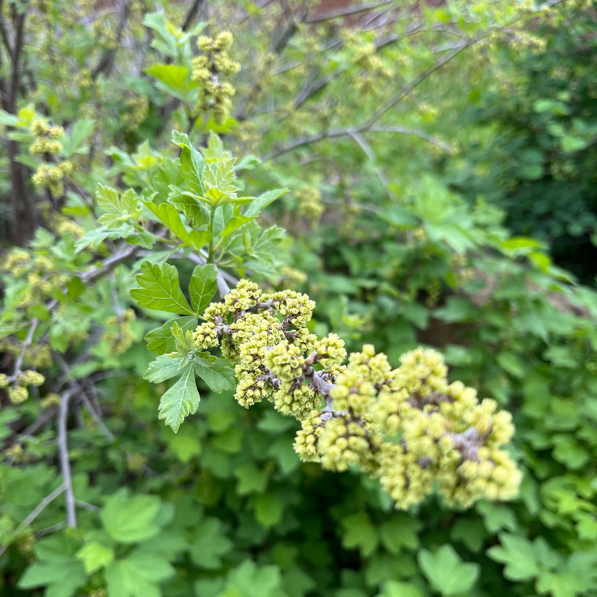 Semences - Sumac aromatique Akène, culture forestière