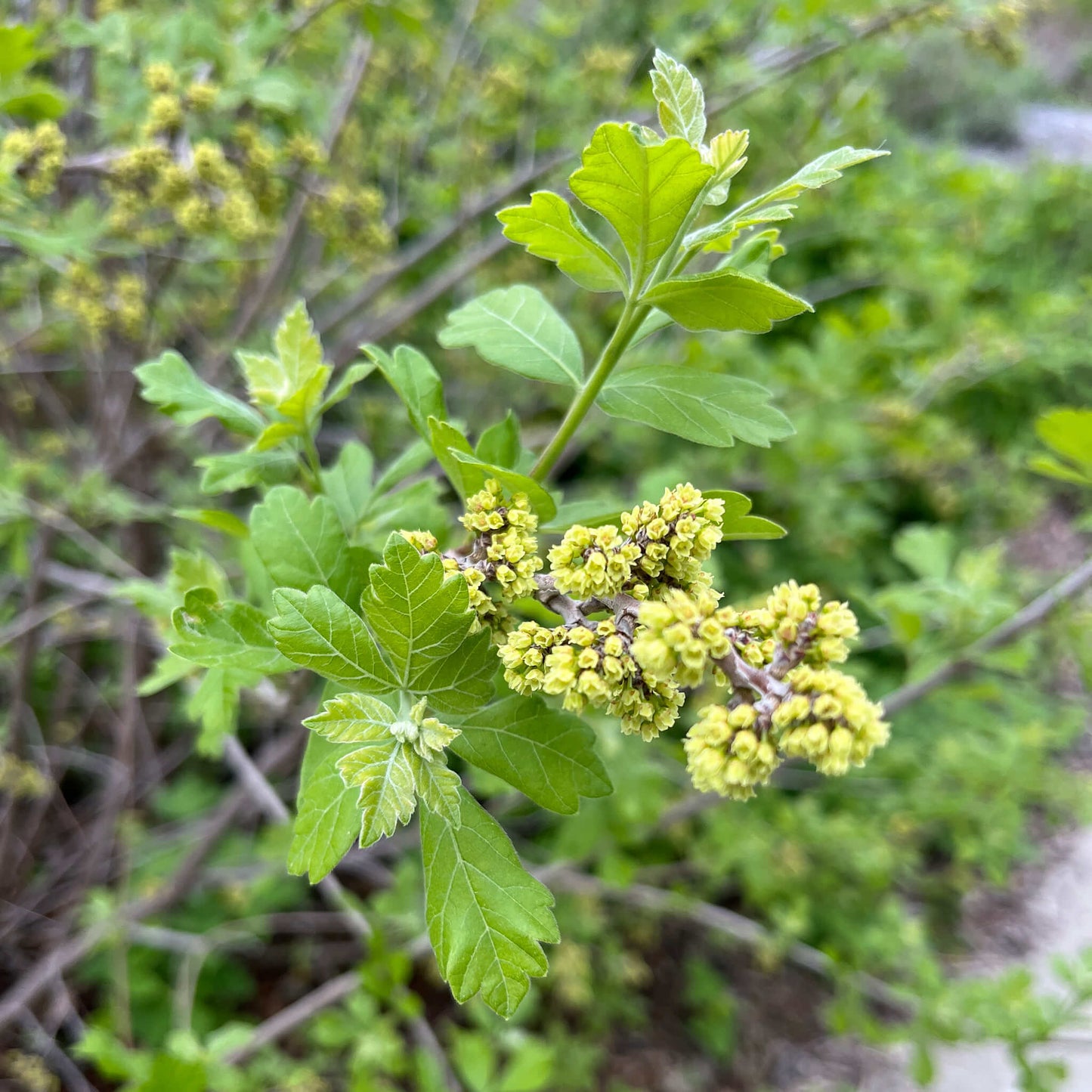 Semences - Sumac aromatique Akène, culture forestière