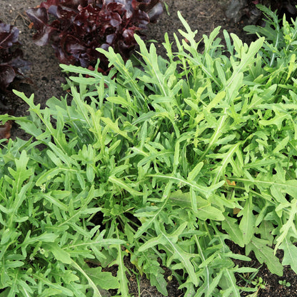 Semences - Roquette sauvage Akène, culture forestière