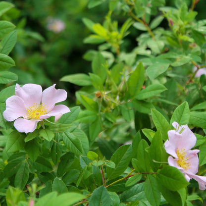 Semences - Rosier palustre Akène, culture forestière