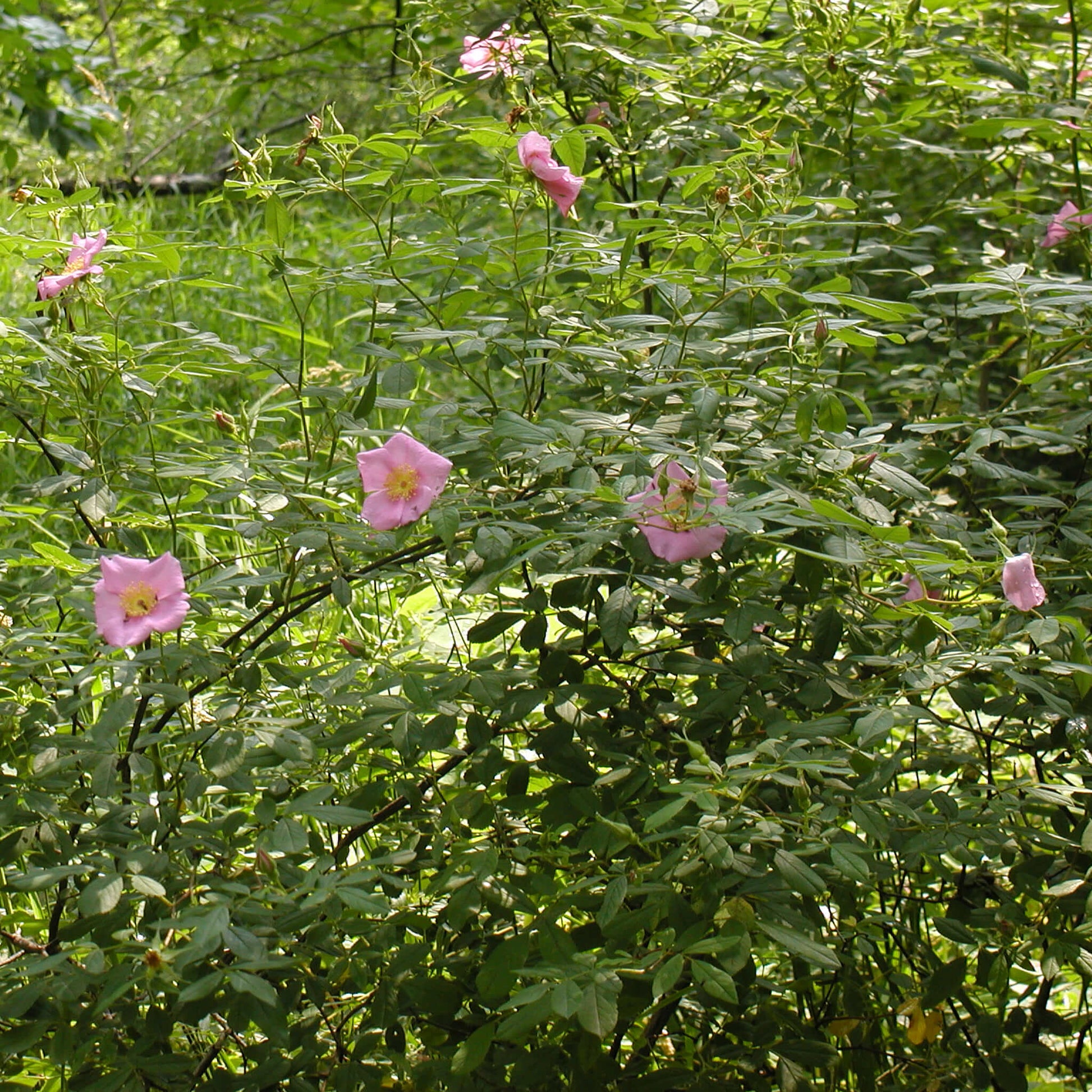 Semences - Rosier palustre Akène, culture forestière