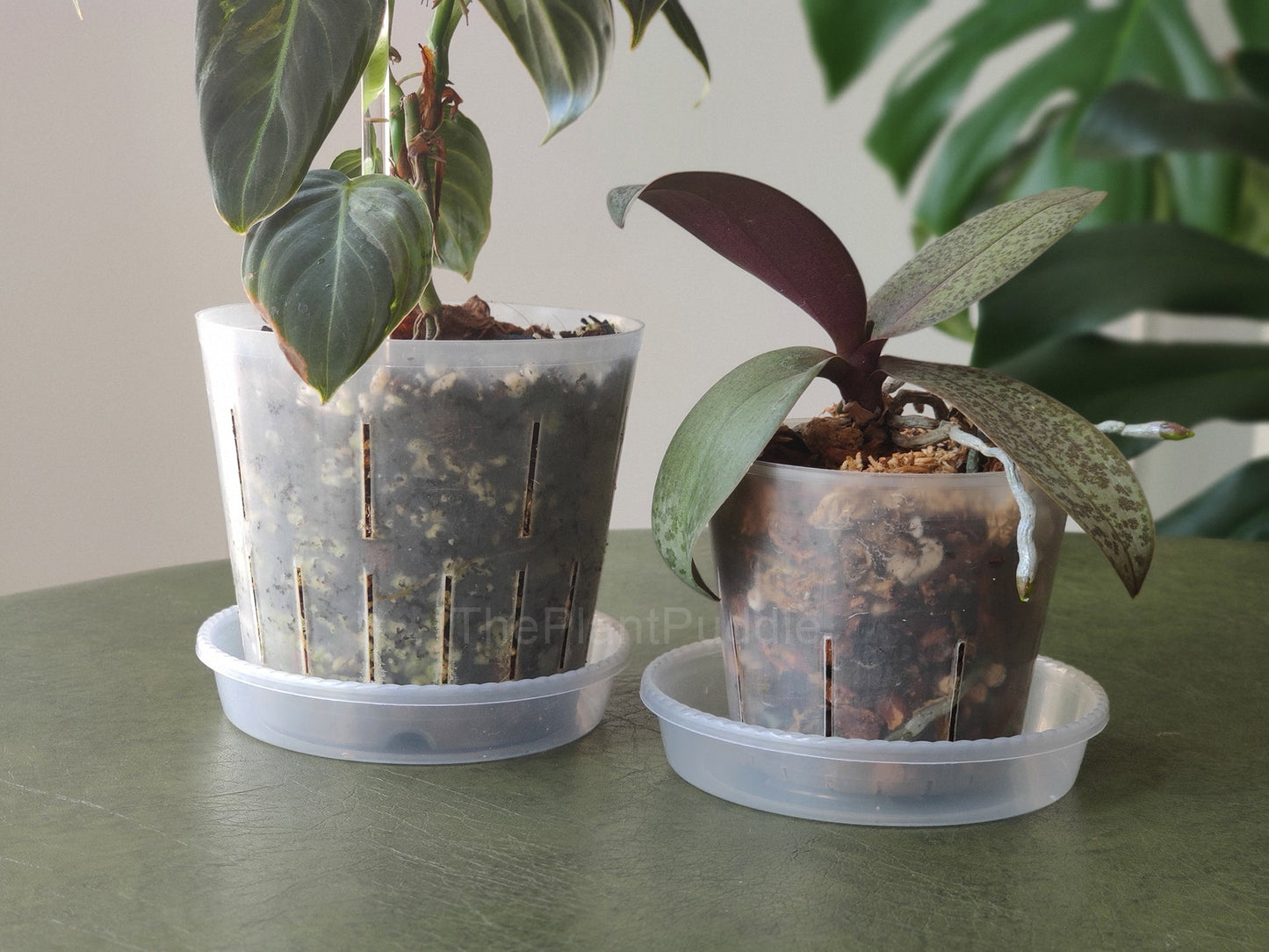 Round Plant Pot Saucers - Durable Translucent Plastic The Plant Puddle