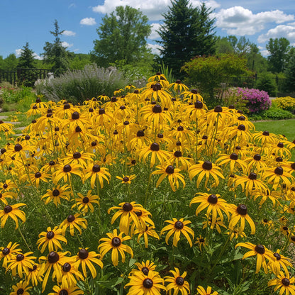Semences - Rudbeckie hérissée Akène, culture forestière