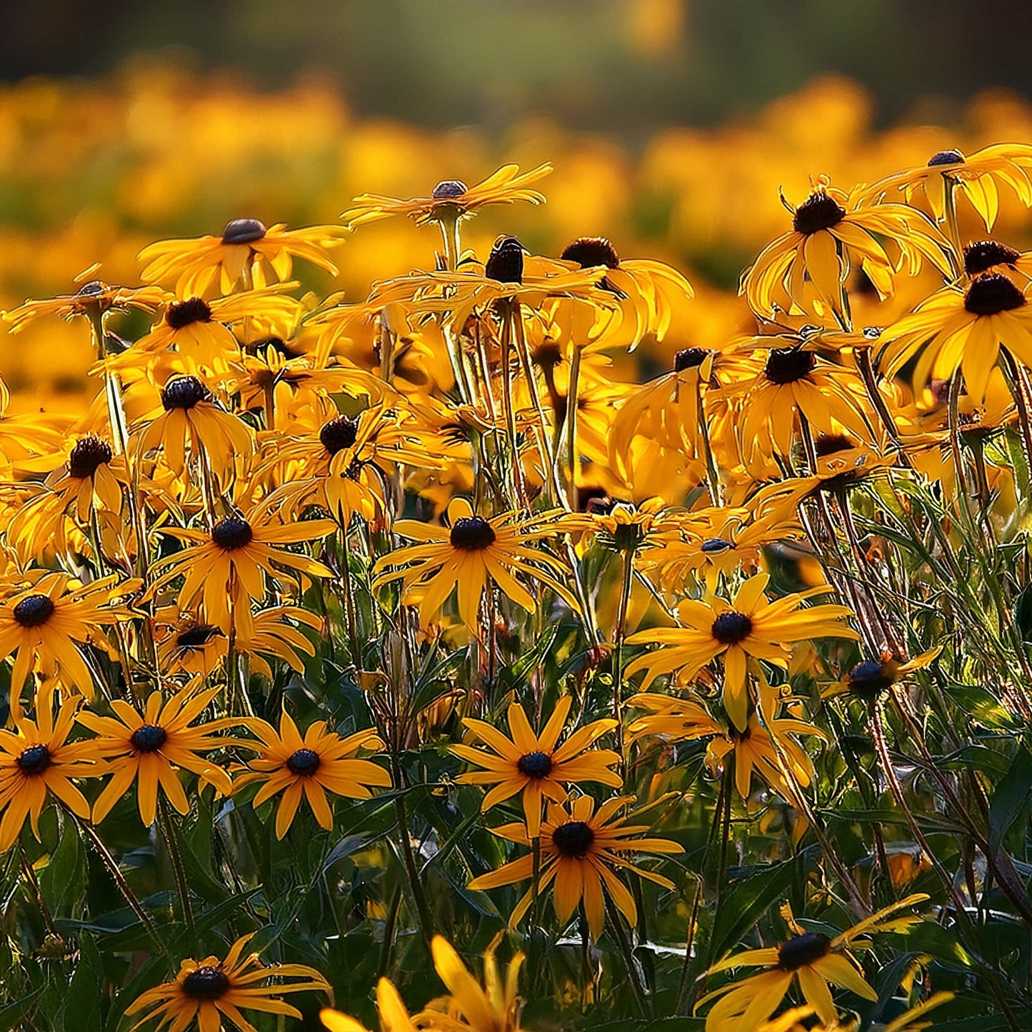 Semences - Rudbeckie hérissée Akène, culture forestière