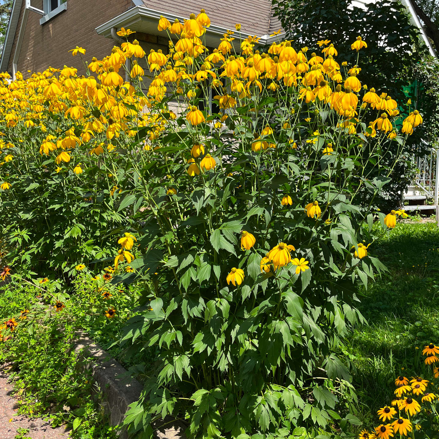 Semences - Rudbeckie laciniée Akène, culture forestière