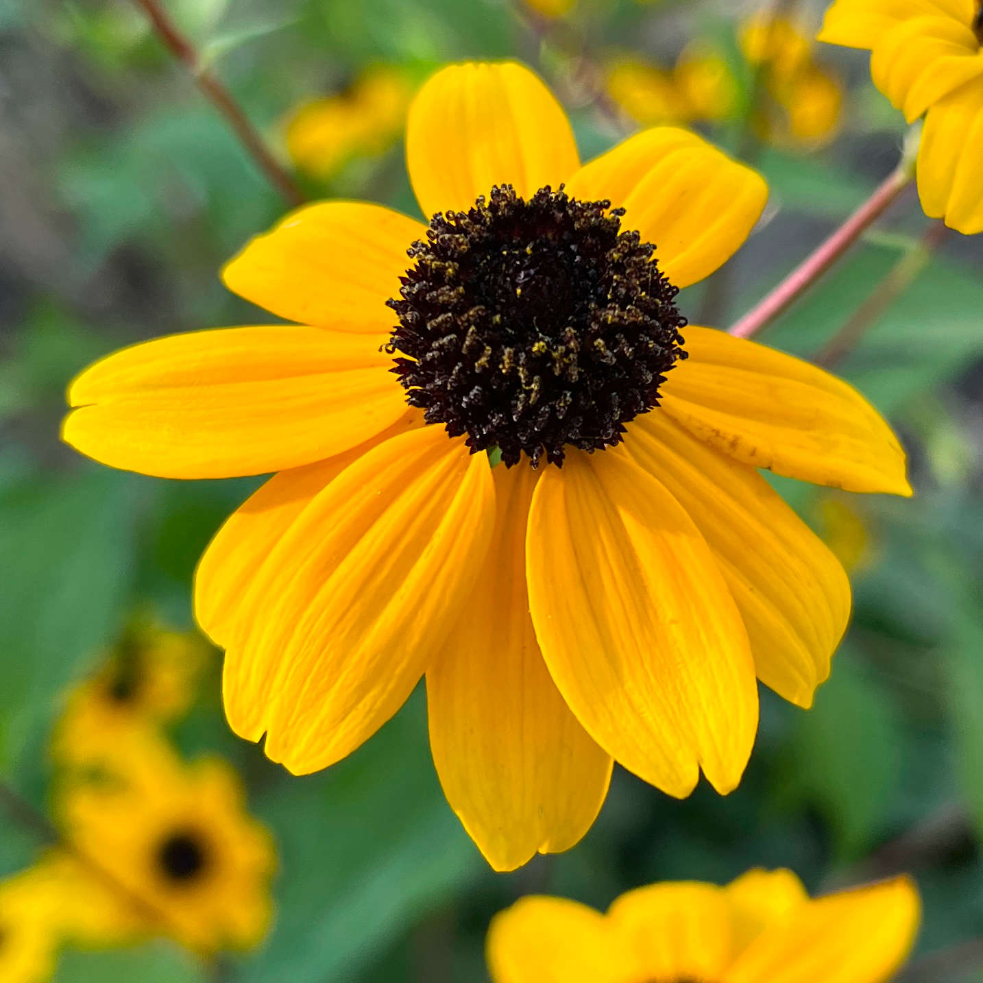 Semences - Rudbeckie trilobée Akène, culture forestière