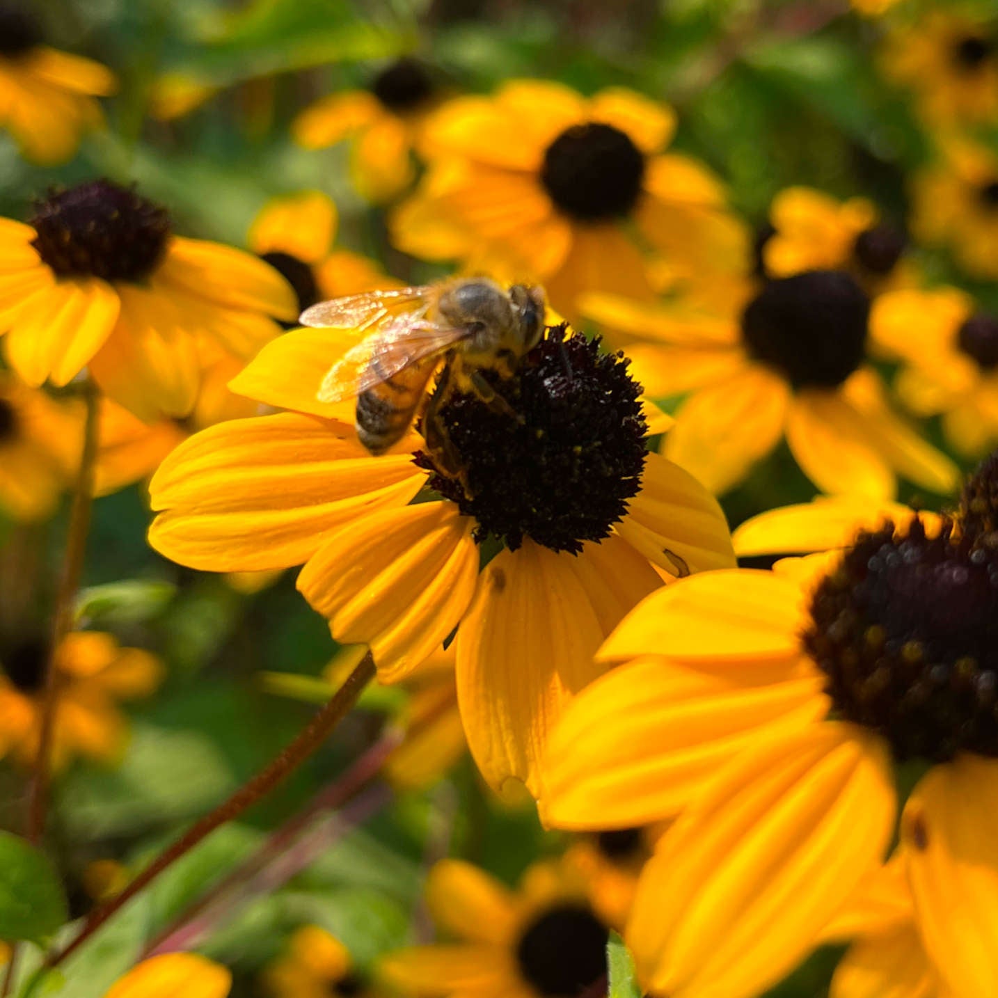 Semences - Rudbeckie trilobée Akène, culture forestière