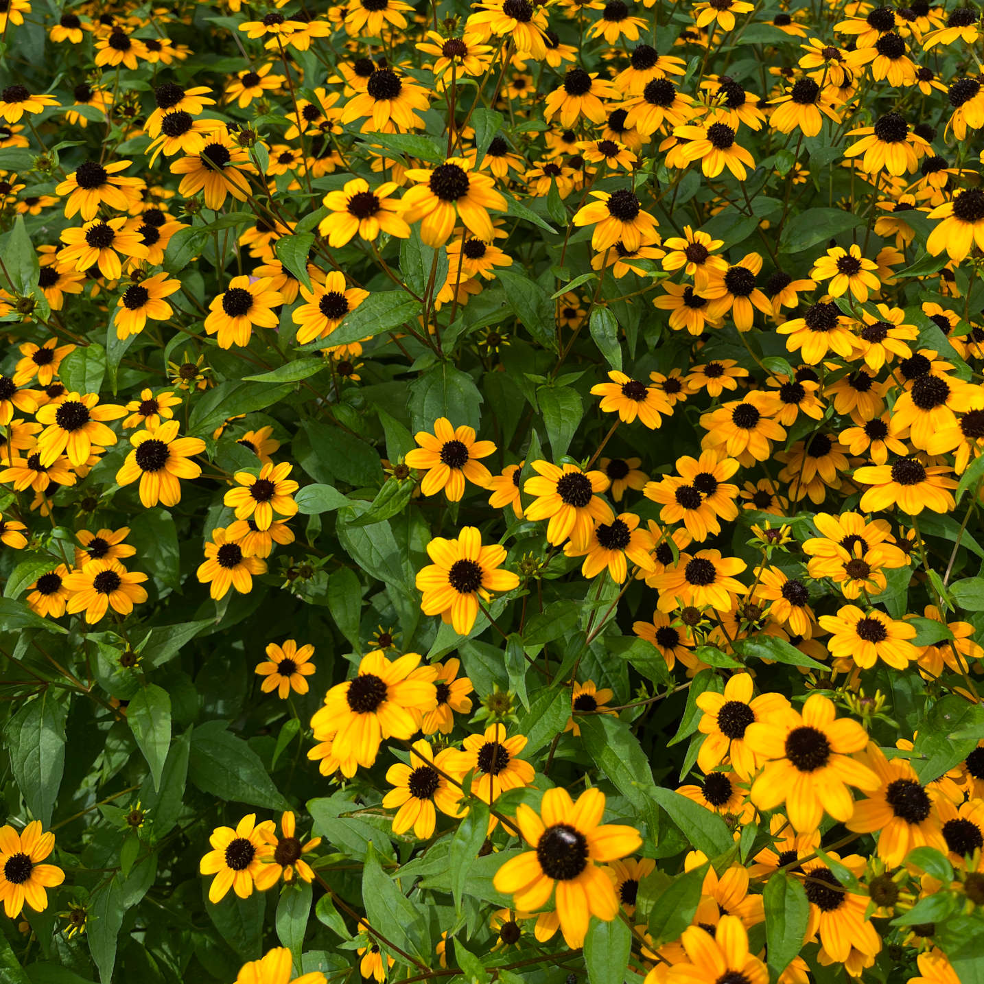 Semences - Rudbeckie trilobée Akène, culture forestière