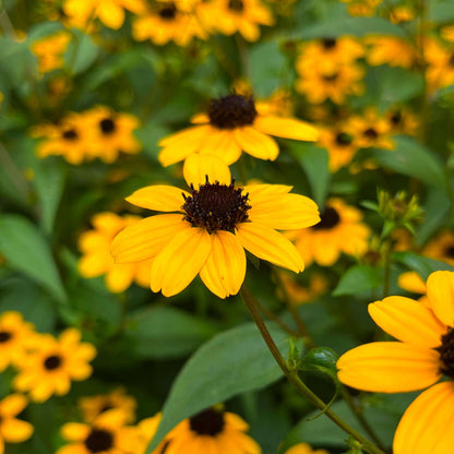 Semences - Rudbeckie trilobée Akène, culture forestière