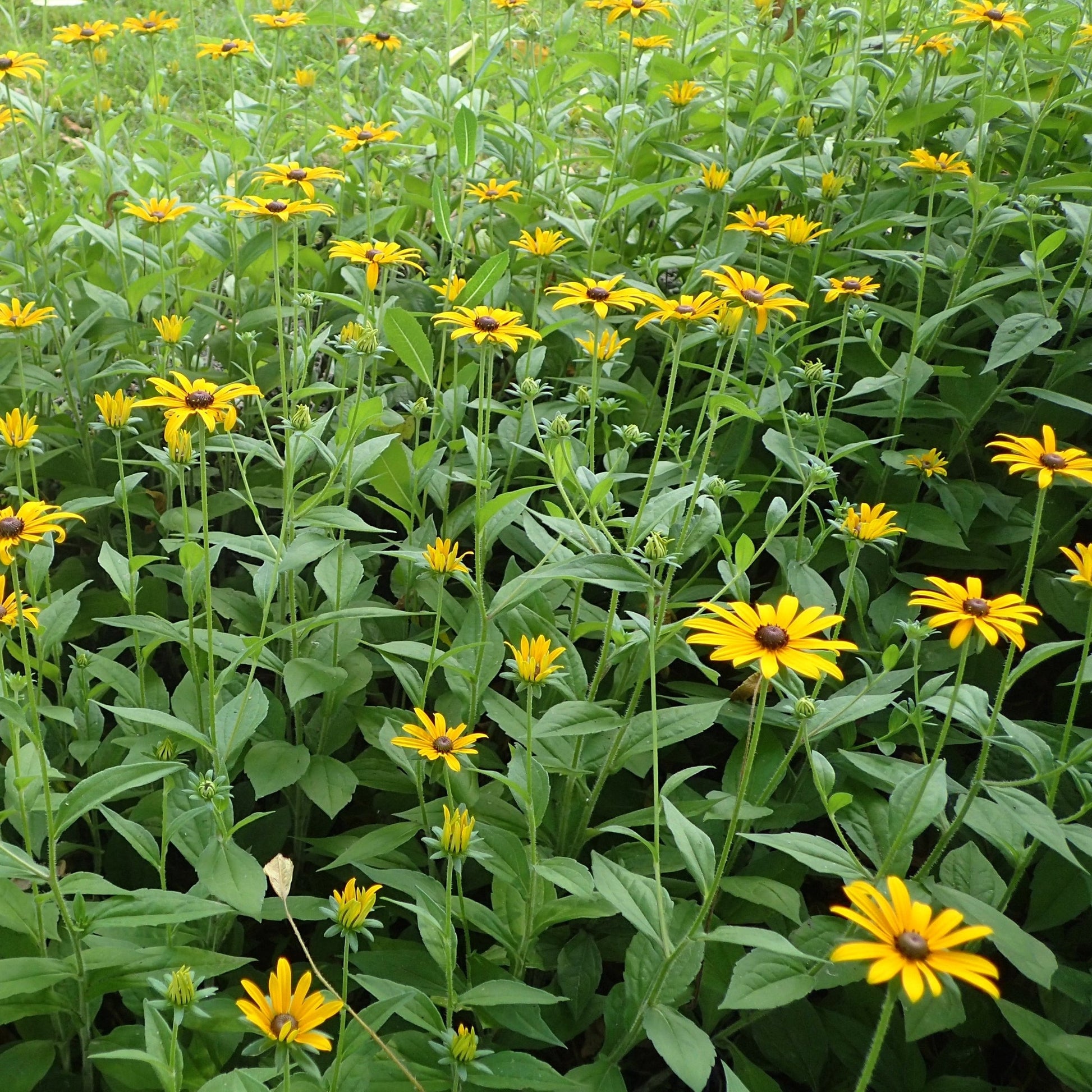 Semences - Rudbeckie hérissée Akène, culture forestière