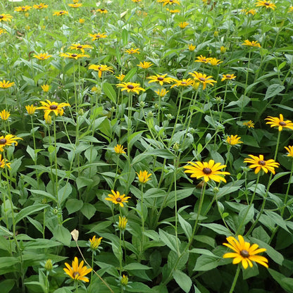 Semences - Rudbeckie hérissée Akène, culture forestière