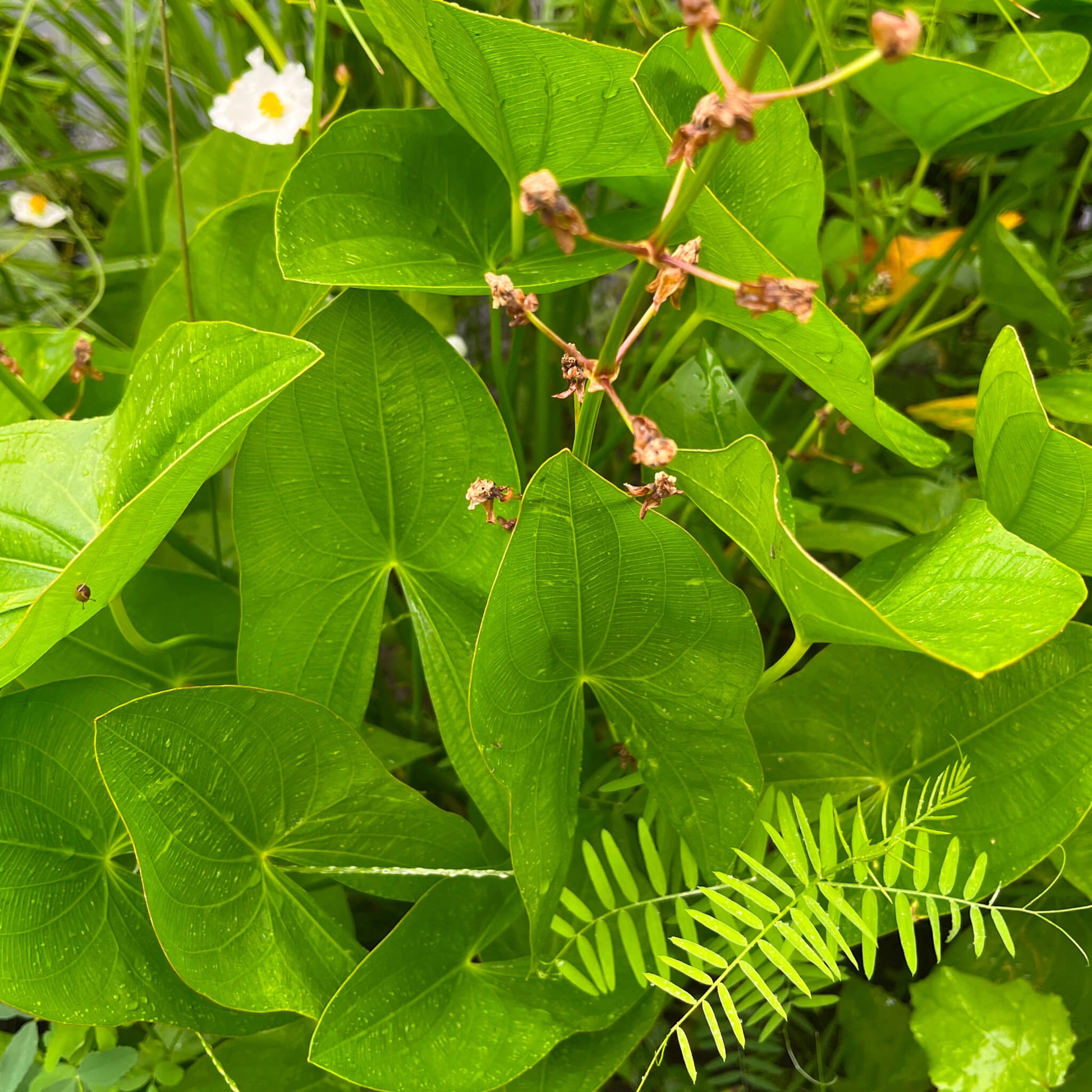 Semences - Sagittaire à larges feuilles Akène, culture forestière