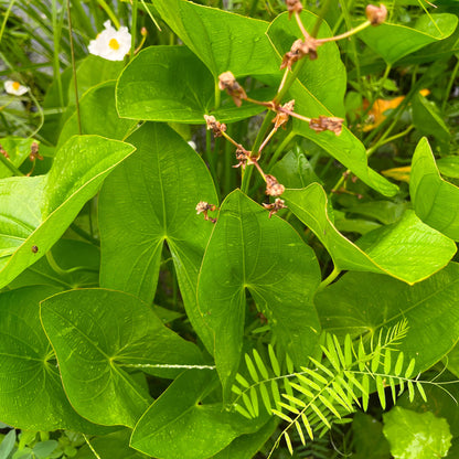 Semences - Sagittaire à larges feuilles Akène, culture forestière