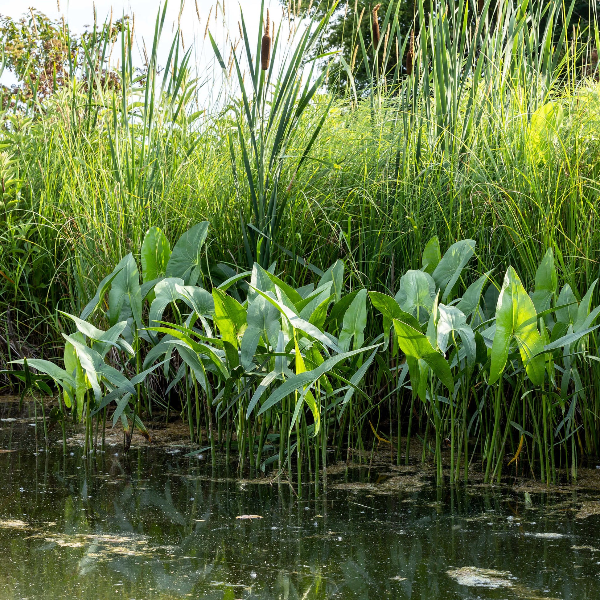 Semences - Sagittaire à larges feuilles Akène, culture forestière
