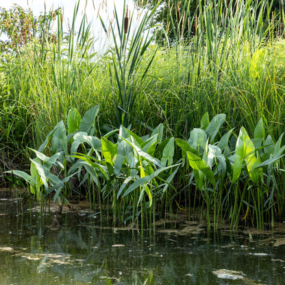 Semences - Sagittaire à larges feuilles Akène, culture forestière