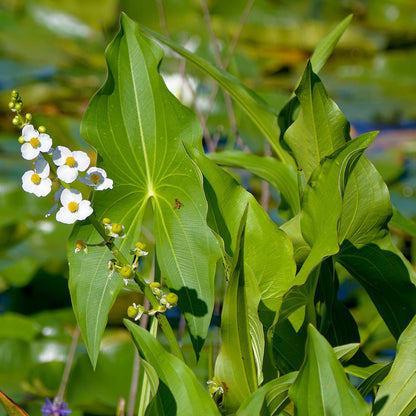 Semences - Sagittaire à larges feuilles Akène, culture forestière